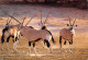 Afrique Du Sud RSA  Zuid-Afrika ANTELOPE Antilope  Cape Town KAAPSTAD  44  (scan Recto Verso)ME2646BIS - Afrique Du Sud