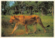 Afrique Du Sud RSA  Zuid-Afrika LIONESS  Lion Lionne  Cape Town KAAPSTAD  45  (scan Recto Verso)ME2646BIS - Afrique Du Sud