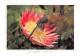 Afrique Du Sud South Africa  CAPE SUGARBIRD  42 (scan Recto Verso)ME2646VIC - Südafrika
