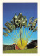 MALI  Ancien Soudan Français  Ravenala Madagascariensis  11 (scan Recto Verso)ME2647BIS - Mali