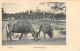 Sril Lanka - COLOMBO - Buffaloes - Publ. Plâté & Co.  - Sri Lanka (Ceylon)