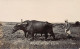 Macedonia - Ploughman With Water Buffalo - REAL PHOTO - Macedonia Del Norte