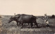 Macedonia - Ploughman With Water Buffalo - REAL PHOTO - Macédoine Du Nord