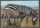 127819/ Zebra, Mother And Baby - Zebras