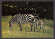 089836/ Zèbres Des Plaines, Equus Burchellii - Zebra's