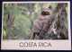 CPM CARTE POSTALE PARESSEUX DU COSTA RICA - Other & Unclassified
