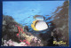 CPM CARTE POSTALE POISSON LINED BUTTERFLYFISCH DE LA MER ROUGE  (ÉGYPTE ) - Vissen & Schaaldieren