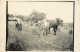 - Dpts Div. -ref-BN420- Agriculture - Carte Photo Scène Rentrée Des Blés - Attelage Cheval - - Culture