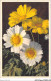 AJRP9-0944 - FLEURS - CRYSANTHEMUM SEGETUM - Flowers