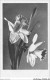 AJRP8-0792 - FLEURS - CATTLEYA  - Flowers
