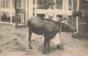 94 NOGENT #21931 JARDIN COLONIAL BUFFLE RACE N DAMA - Nogent Sur Marne