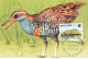 CARTE MAXIMUM #23456 WALLIS ET FUTUNA MATA UTU 1993 OISEAUX RALE A BANDES - Maximumkaarten