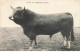 12 AUBRAC #23159 TAUREAU DE RACE AUBRAC - Sonstige & Ohne Zuordnung