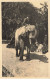 BELGIQUE #26007 ANVERS ANTWERPEN JARDIN ZOOLOGIQUE ELEPHANT D AFRIQUE - Antwerpen