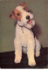 CHIEN DOG #27538 CHIEN FOX TERRIER PORTRAIT - Perros