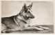 CHIEN CHIENS DOG #27289 UN BERGER ALLEMAND - Hunde