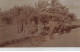EGYPTE EGYPTE #32412 PAYSAGE PALMIERS CARTE PHOTO - Other & Unclassified