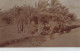 EGYPTE EGYPTE #32412 PAYSAGE PALMIERS CARTE PHOTO - Sonstige & Ohne Zuordnung