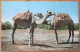 YEMEN ADEN DESERT CAMELS CARTE POSTALE PHOTO POSTCARD CARD CP PC AK ANSICHTSKARTE CARTOLINA POSTKARTE - Yémen