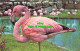 R573038 Rosy Flamingo At London Zoo. M. Lyster. Precision - Sonstige & Ohne Zuordnung