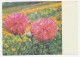 Postal Stationery Soviet Union 1966 Flower - Altri & Non Classificati