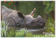 Postal Stationery Netherlands 2000 Rhinoceros - Zoo Rotterdam - Otros & Sin Clasificación