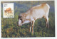 Maximum Card China 2001 Saiga Antelope  - Altri & Non Classificati