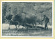 Edmond ECHALIER Utilisant Les Bœufs Pour Le Transport Du Bois (15) Massiac (Philippe CHMIELEWSKI) N° 38 – 750 Ex - Farmers