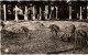 CPA AK COLOMB-BECHAR Les Gazelles Du Jardin Public ALGERIA (1388957) - Bechar (Colomb Béchar)