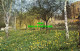 R578519 Cambridge. Daffodils In The Grove Queens College. A. T. Narborough - Monde