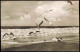Ansichtskarte Möwen Am Strand 1960  Nordseeheil- U. Schwefelbad St. Peter-Ording - Other & Unclassified