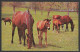 Chevaux- Chevaux - Pur Sang - Horses