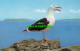 R579268 Great Black Backed Gull. J. Salmon. Cameracolour - Monde