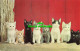 R579281 Eight Little Kittens - Monde