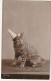 AA+ 50- PORTRAIT DE CHAT TIGRE AVEC CHAPEAU CLOWN - Cats