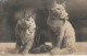 AA+ 50- CARTE PHOTO COUPLE DE CHATS , CHATONS - Chats