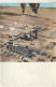 AA+ 51- HASSI MESSAOUD ( ALGERIE ) - LE COMPLEXE U. P. 1 , U. C. 1 , U. S. 1 - COMPLEXE PETROLIER - Other & Unclassified