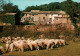 CPM - SAUMANE DE VAUCLUSE - Vieux Mas PROVENÇAL "La Cremade" - Scène Pastorale (Brebis) - Editions De Provence GAL - Breeding