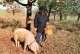 CPM - PÉRIGORD - Chercheur De Truffes - Edition René - Autres & Non Classés