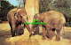 R579698 Indian Elephants. Zoological Society Of London. Natural Colour Series - Otros & Sin Clasificación
