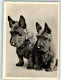 39626506 - Scotish Terrier  Verlag Schwerdtfeger 332 - Dogs