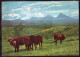 Burundi - 1960 - Cows In The Countryside - Koeien