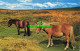 R579994 Devon. Dartmoor Ponies. N. P. O. Dexter. Litho Canada T. 1974 - Monde