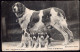 Helvetia - 1906 - Chiens - Chiens Du St. Bernard - Cani