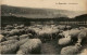Pourville - Sheep - Sonstige & Ohne Zuordnung