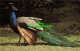 R573801 Indian Blue Peacock. Birdworld Holt Pound. Near Farnham. Surrey. Ryman D - Monde
