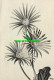 R574849 Gerbera. Flowers. Popp Verlag. 1986 - Monde