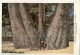 Congo - Un Baobab Giant - Other & Unclassified