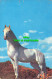 R574603 White Horse. Plastichrome. Colourpicture Publishers. 1969. Hall - Monde