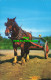 R575261 Horse - World